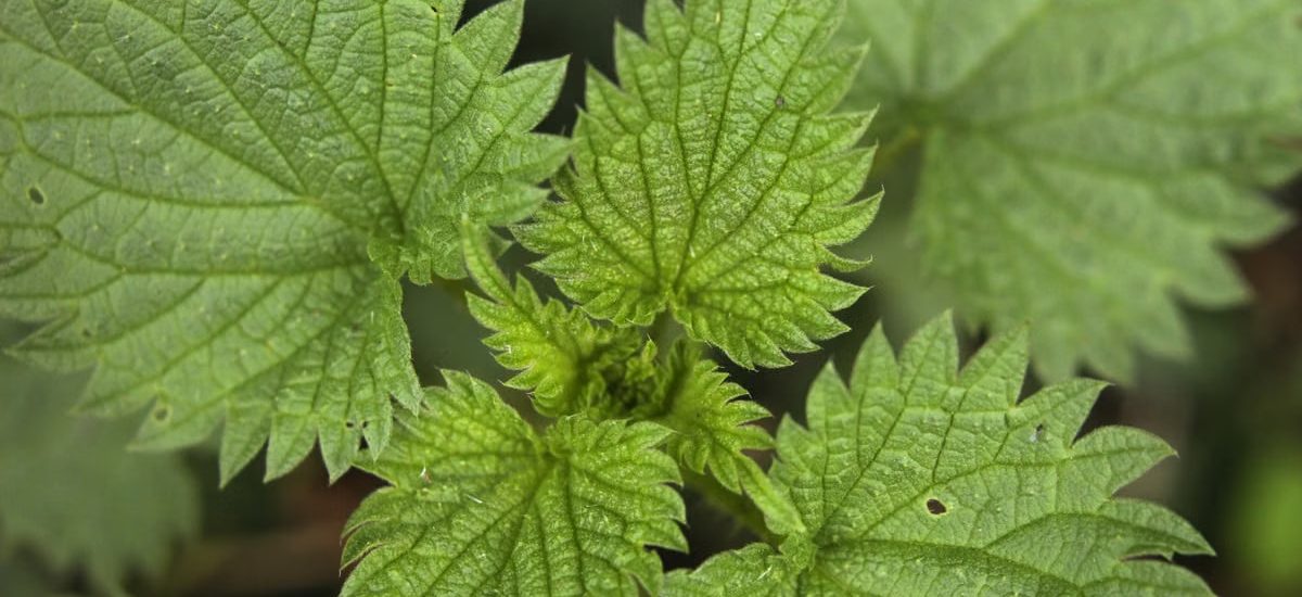 Detailed macro shot of green stinging nettle leaves with spiky edges.