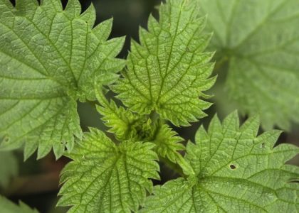 Detailed macro shot of green stinging nettle leaves with spiky edges.
